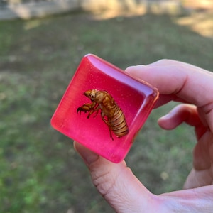 Real Periodical Cicada Exoskeleton Cube Oddity