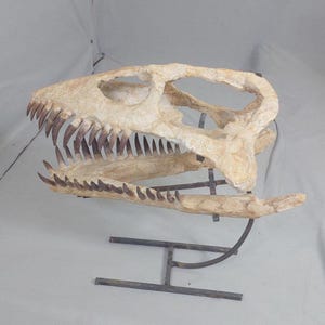 Huge Plesiosaur Fossil Skull Dinosaur Fossilized Cretaceous 66 Million Years Old