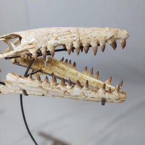 Puede incluir: Un cr&aacute;neo de dinosaurio fosilizado con dientes afilados, montado en un soporte de metal negro. El cr&aacute;neo es blanco con marcas marrones y los dientes son de color marr&oacute;n oxidado.