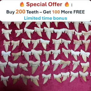 Lot of 200 Rare Aschersonia Shark Teeth – Free 100 Teeth Megalodon Fossilized Prehistoric Shark Fossil