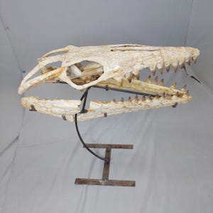 Puede incluir: Un cr&aacute;neo fosilizado de un reptil marino prehist&oacute;rico, montado en un soporte de metal. El cr&aacute;neo es blanco con marcas marrones y grises. Los dientes son afilados y puntiagudos.