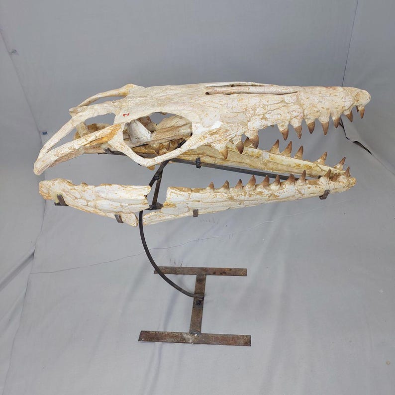 Puede incluir: Un cr&aacute;neo fosilizado de un reptil marino prehist&oacute;rico, montado en un soporte de metal. El cr&aacute;neo es blanco con marcas marrones y grises. Los dientes son afilados y puntiagudos.