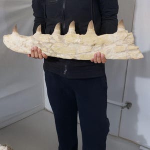 Migliore offerta Mosasaur Jaw Fossil 75 cm Dinosauro Cretaceo Marocco Paleontologia t-rex