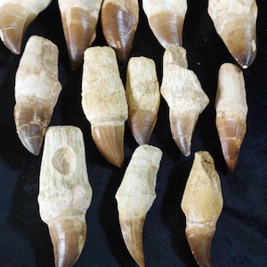 Genuine 13 MOSASAUR teeth Rooted Huge Fossil Museum Quality Paleontology Monster Dinosaur Fossilized Cretaceous