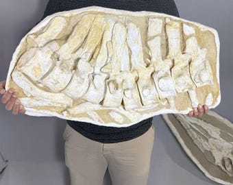 驚くべきプレシオサウルスの椎骨化石 - 先史時代の海生爬虫類