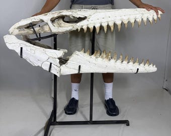 限定版モササウルスの頭骨化石「ブラックパール」 - Etsy 日本