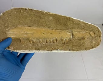Fósil de mandíbula de mosasaurio Platecarpus extremadamente raro: 33 cm (13")