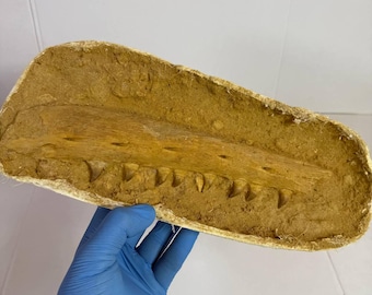 Fósil de mandíbula de cría de mosasaurio: reptil marino del Cretácico, Marruecos