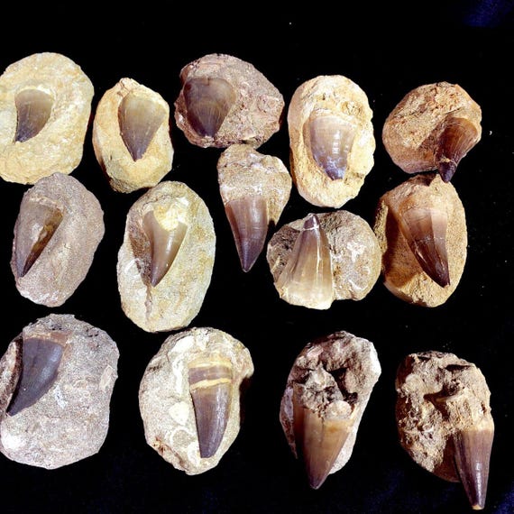 1 Mosasaurierzahn 2-3 Cm, Natürliche Marokkanische Fossilien