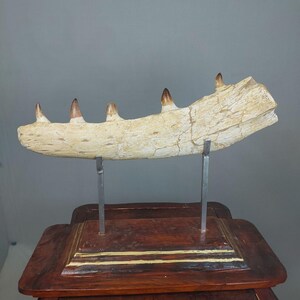 Autentico fossile di mascella di Mosasauro, dinosauro del Cretaceo, Marocco, Paleontologia