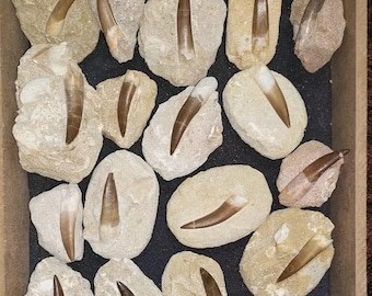 Plesiosaur Fossil Teeth Collection: Cretaceous Marine Reptile Fossils