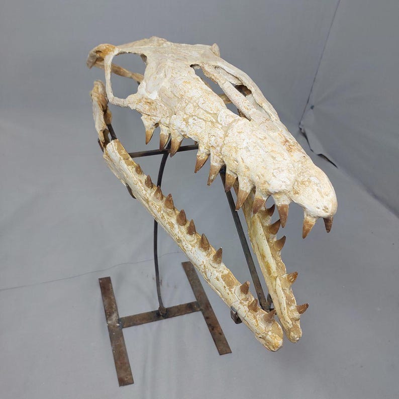 Puede incluir: Un cr&aacute;neo fosilizado de un reptil marino prehist&oacute;rico, montado en un soporte de metal. El cr&aacute;neo es blanco con marcas marrones y tiene dientes afilados.