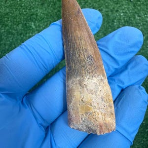 3.2 INCH SPINOSAUR Tooth Exceptional Quality REAL Dinosaur Fossilized Kem Kem Paleontology Natural History