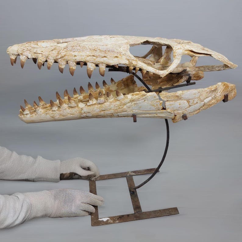 Puede incluir: Un cr&aacute;neo fosilizado de un reptil marino prehist&oacute;rico, montado en un soporte de metal. El cr&aacute;neo es de color marr&oacute;n claro y tiene dientes afilados.