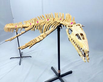 限定版モササウルスの頭骨化石「ブラックパール」 - Etsy 日本