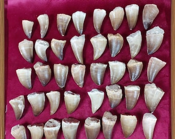 プレシオサウルスの歯、実物化石 - 白亜紀 - 1億500万年前から6600万年