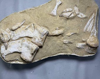 Museum Jacket of Mosasaur Fossils - Teeth bones Skull Paddle Fossilized Dinosaur