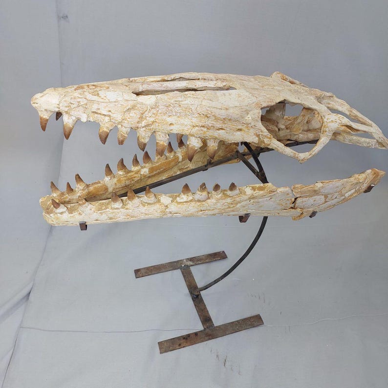 Puede incluir: Un cr&aacute;neo de dinosaurio fosilizado con dientes, montado en un soporte de metal. El cr&aacute;neo es blanco con marcas marrones y est&aacute; en buen estado.