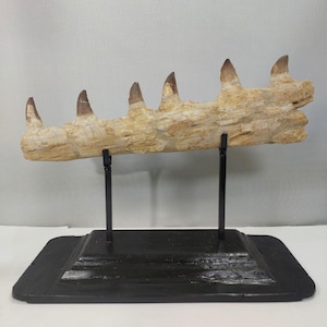 Dinosauro Grande Fossile Mosasaurus Mascella Cretaceo Marocchino 66 milioni di Anni
