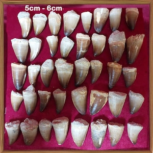 HUGE 100 MOSASAURUS teeth 4-4.5 cm Fossil Museum Quality Paleontology Monster Dinosaur Authentic Cretaceous Fossils