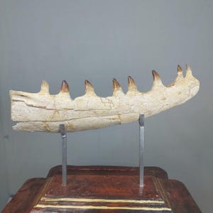 Mascella di Mosasaurus originale 100% autentico fossile di dinosauro cretaceo Marocco Paleontologia