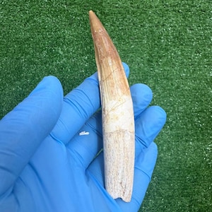 5.5 INCH SPINOSAURUS Tooth Exceptional Quality REAL Dinosaur Fossil Cretaceous Paleontology Natural History
