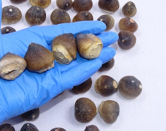 トリケラトプスの歯 - 白亜紀 - 6800万年前～6600万年前