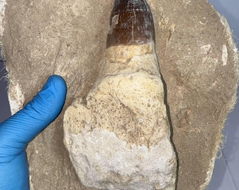 Diente auténtico de Mosasaurus Prognathodon currii – 17 cm (6,7") Dinosaurio Cretácico fosilizado