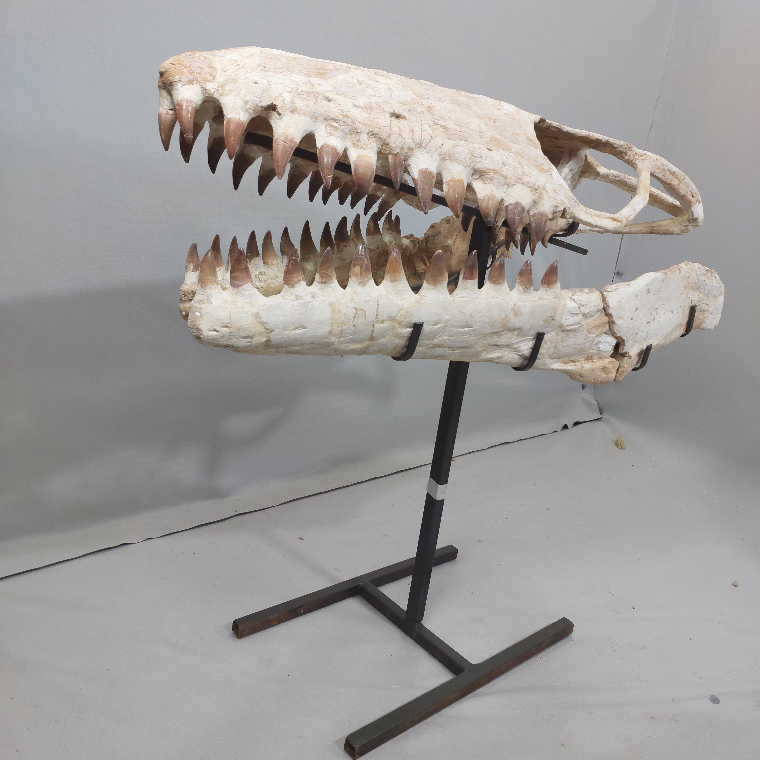 Prognathodon Huge Prognathodon Mosasaurus Skull Fossil: Cretaceous Era Morocco ...
