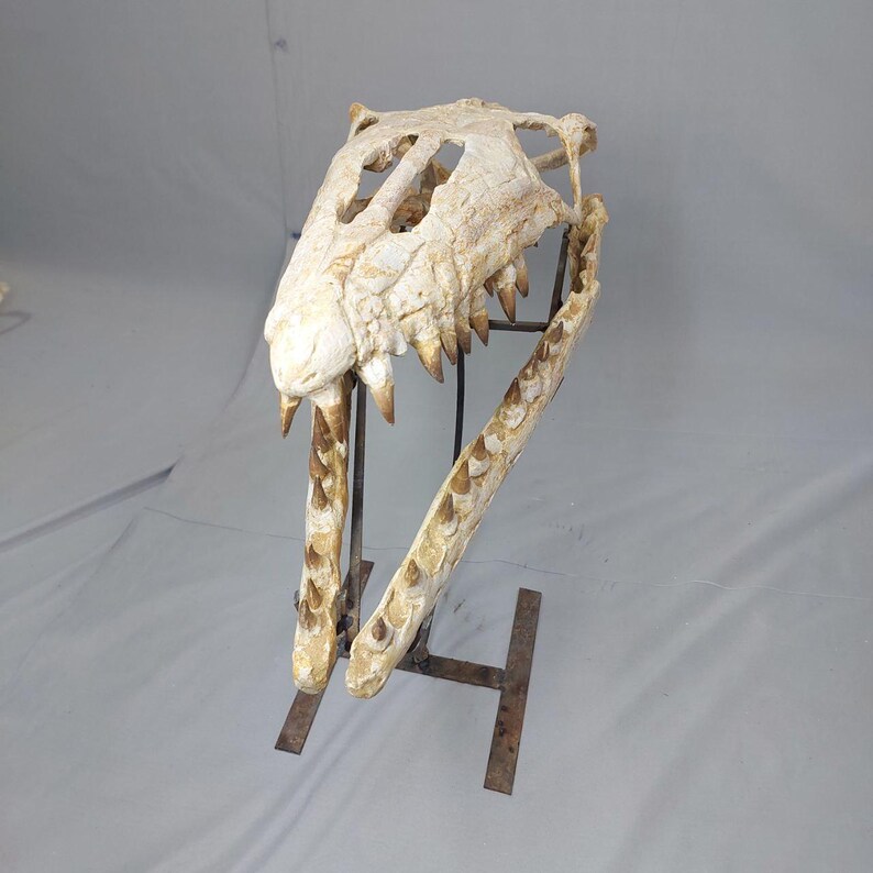 Puede incluir: Un cr&aacute;neo fosilizado de un reptil marino prehist&oacute;rico, montado en un soporte de metal. El cr&aacute;neo es blanco con marcas marrones y tiene dientes afilados.