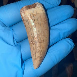 3.1&quot; Carcharodontosaurus Tooth Fossil: Authentic Cretaceous Theropod