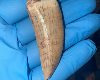 本物のメガロサウルス恐竜の歯の化石 - メガロサウルス科 | エルラズ層
