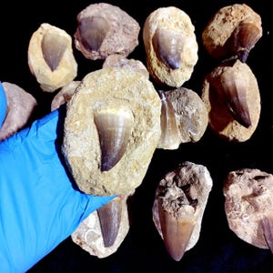 Authentic 20 MOSASAUR teeth In matrix Huge Fossil Museum Quality Paleontology Monster Dinosaur Fossilized Cretaceous