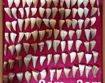 100 dientes auténticos de mosasaurio: Colección de fósiles del Cretácico (2-3 cm)