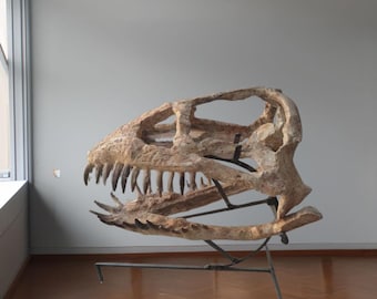 Zarafasaura Plesiosaur Skull Fossil: Cretaceous Marine Reptile (15.7 inch)