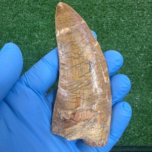 HUGE Carcharodontosaurus Tooth 4.5 inch Theropod Dinosaur Fossilized KEM KEM Cretaceous
