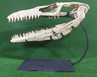 モササウルス　頭蓋骨　化石　レプリカ モササウルスの恐竜の頭蓋骨 モササウルスのレプリカ 恐竜の化石頭蓋骨