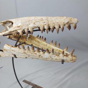 Puede incluir: Un cr&aacute;neo fosilizado de un reptil marino prehist&oacute;rico, montado en un soporte de metal negro. El cr&aacute;neo es blanco con marcas marrones y tiene un conjunto de dientes afilados.