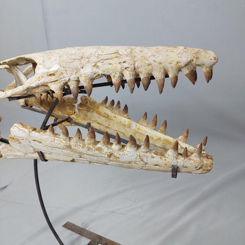 Puede incluir: Un cr&aacute;neo fosilizado de un reptil marino prehist&oacute;rico, montado en un soporte de metal negro. El cr&aacute;neo es blanco con marcas marrones y tiene un conjunto de dientes afilados.