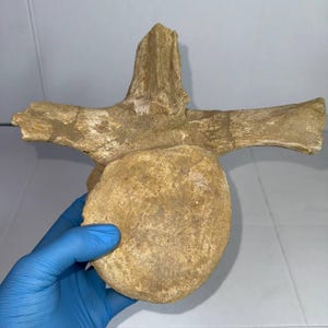 Huge Rare Plesiosaur Vertebra – 23 cm (9") RARE Reptile Fossilized Paleontology Vertebrae