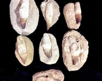 7 Rooted Mosasaur Teeth Fossils: Cretaceous Moroccan Marine Reptile