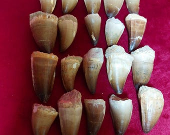 トリケラトプスの歯 - 白亜紀 - 6800万年前～6600万年前