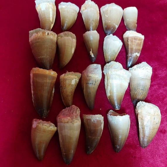 ⭐︎ジェムグレード⭐︎ モササウルス　歯　化石　恐竜 81HpRoUVqtL.jpg_BO30,255,255,