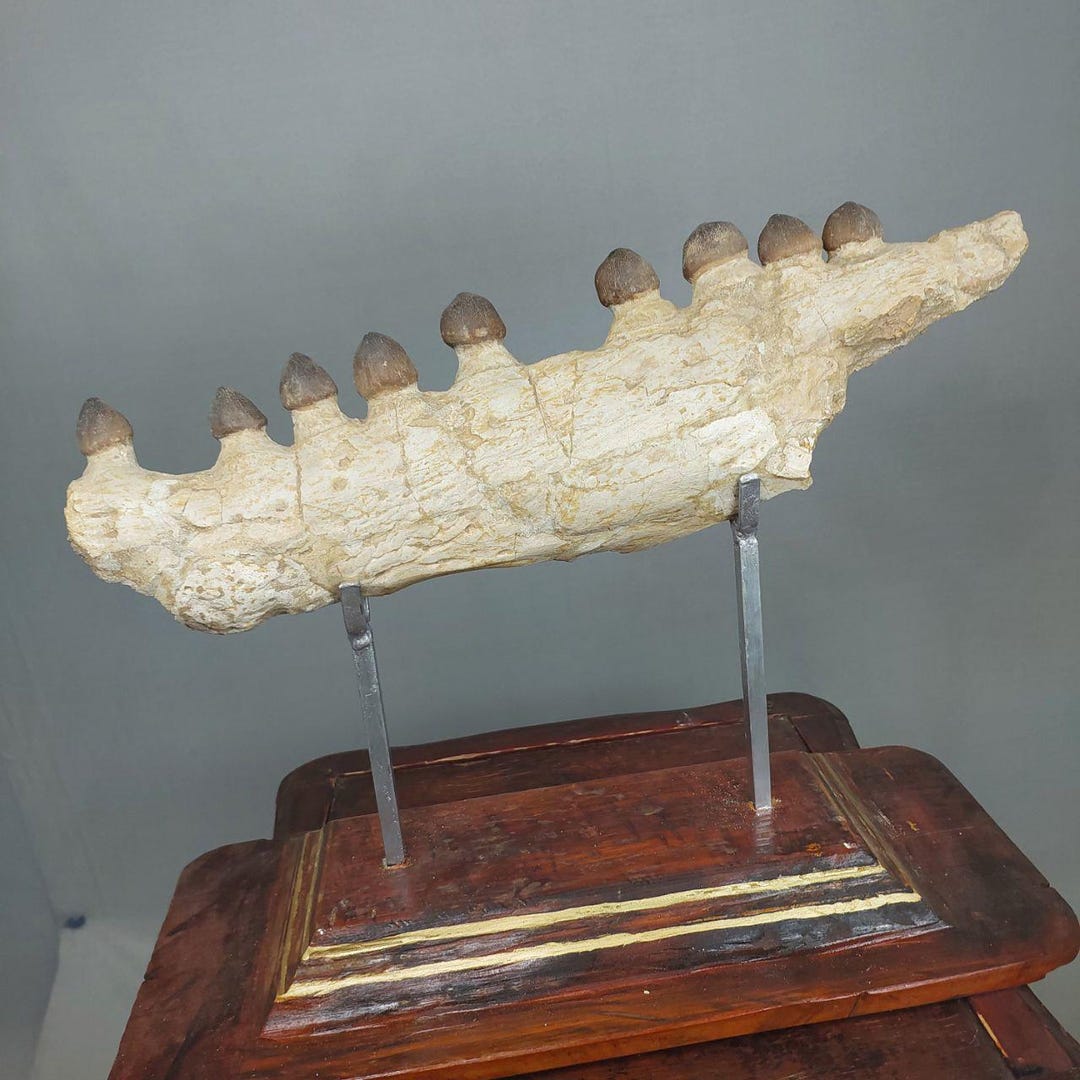 Top RARE Globidens Mosasaur Jaw Fossil Dinosaur Cretaceous Fossils ...