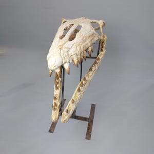 Puede incluir: Un cr&aacute;neo fosilizado de un reptil marino prehist&oacute;rico, montado en un soporte de metal. El cr&aacute;neo es blanco con acentos marrones y presenta dientes afilados.