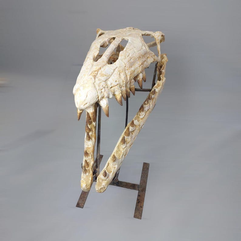 Puede incluir: Un cr&aacute;neo fosilizado de un reptil marino prehist&oacute;rico, montado en un soporte de metal. El cr&aacute;neo es blanco con acentos marrones y presenta dientes afilados.