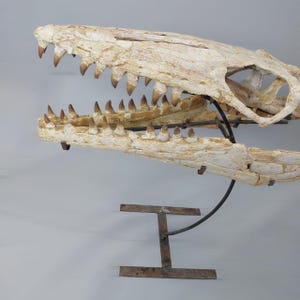 Puede incluir: Un cr&aacute;neo de dinosaurio fosilizado con dientes, montado en un soporte de metal. El cr&aacute;neo es blanco con marcas marrones y se muestra sobre un fondo gris claro.