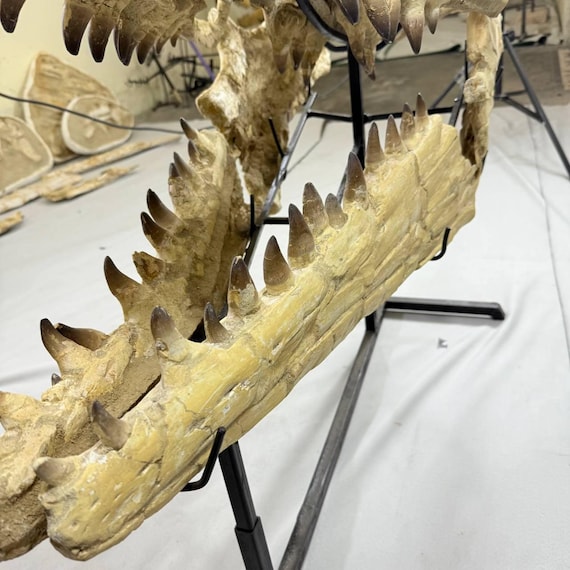オリジナルモササウルス頭蓋骨 47.3 化石 本物 プログナトドン・クリイ