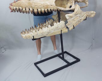 限定版モササウルスの頭骨化石「ブラックパール」 - Etsy 日本