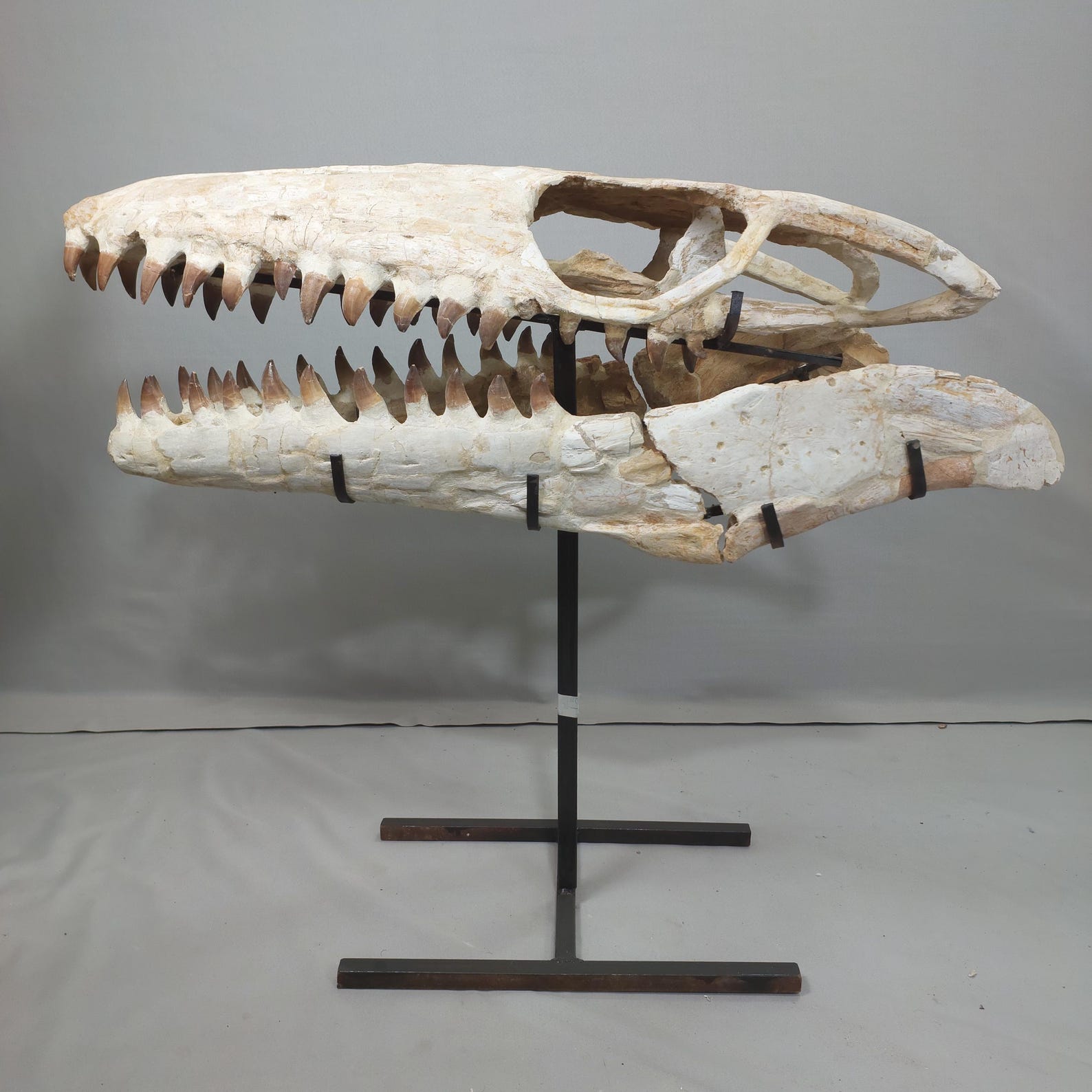 Prognathodon Huge Prognathodon Mosasaurus Skull Fossil: Cretaceous Era Morocco ...